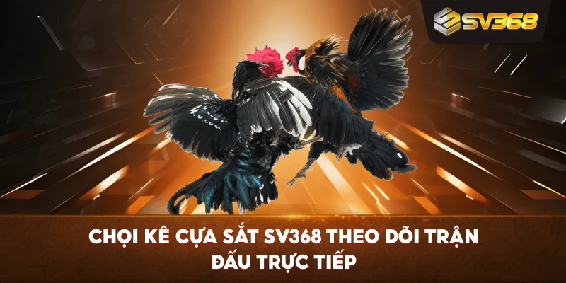 Chọi Kê Cựa Sắt SV368 theo dõi trận đấu trực tiếp