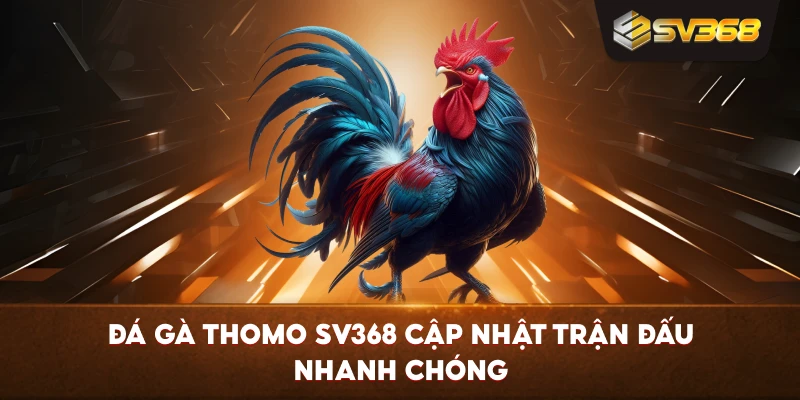 Đá Gà Thomo SV368 cập nhật trận đấu nhanh chóng