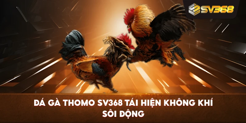 Đá Gà Thomo SV368 tái hiện không khí sôi động