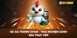 Đá Gà Thomo SV368 – Trải nghiệm sảnh đấu trực tiếp