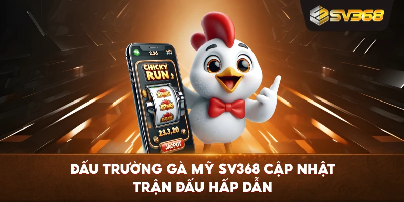 Đấu Trường Gà Mỹ SV368 cập nhật trận đấu hấp dẫn