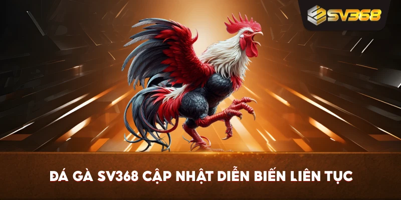 Đá Gà SV368 cập nhật diễn biến liên tục